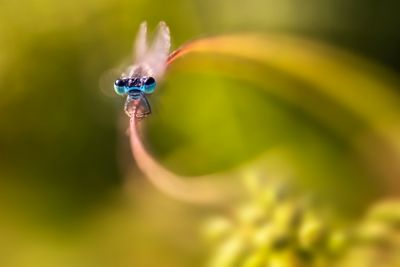 damselfly