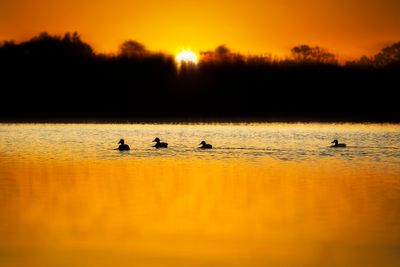 ducks during sunrise with reflection of the sky on the water