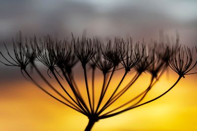 hogweed