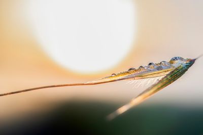 drops on grass during sunrise