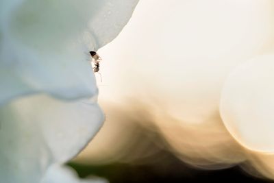 Ant at dawn