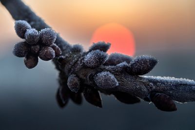 ice crystals in the morning