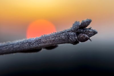 ice crystals in the morning