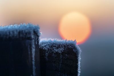 ice crystals in the morning
