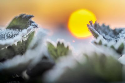 ice crystals in the morning