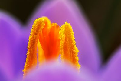 krokus