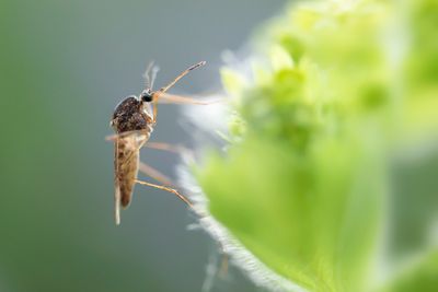 various insects