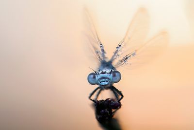 dragonflys