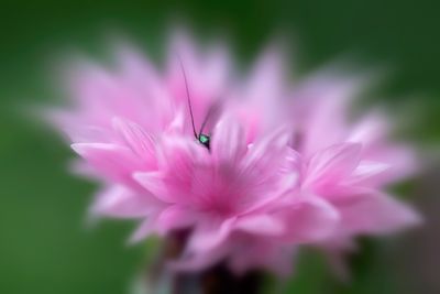 various insects