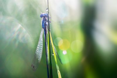 dragonflys