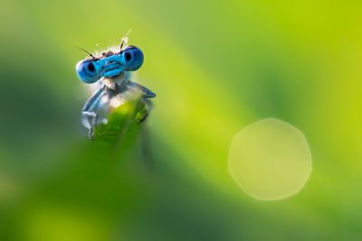 dragonflys