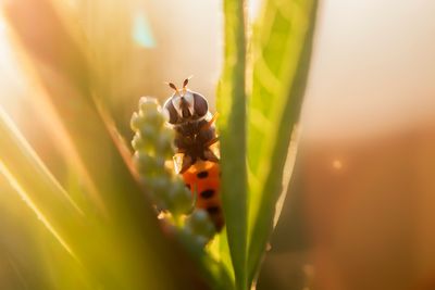 various insects