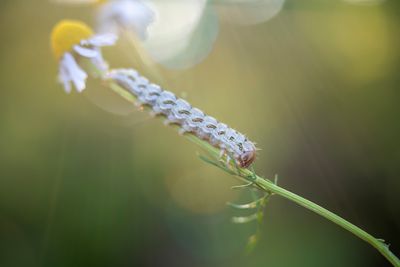 various insects