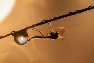 various insects