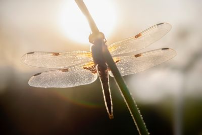 dragonflys