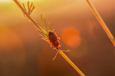 wants in morninglight