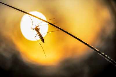 acrobat