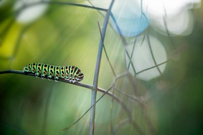 various insects