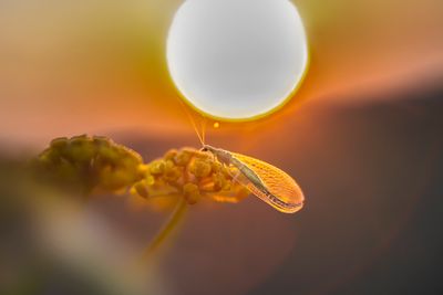 various insects