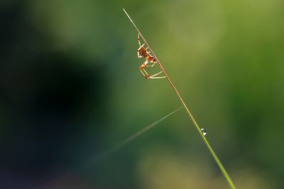 various insects