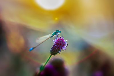 dragonflys