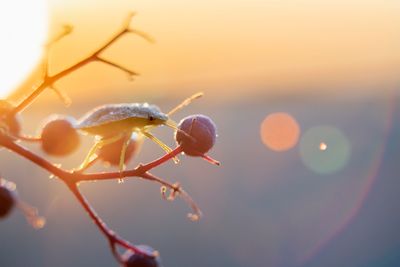 various insects