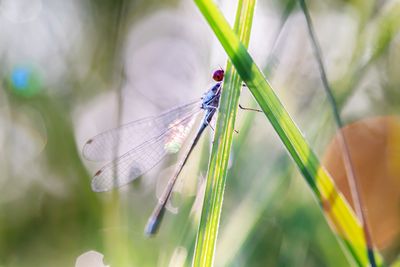 dragonflys