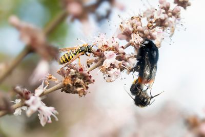 various insects