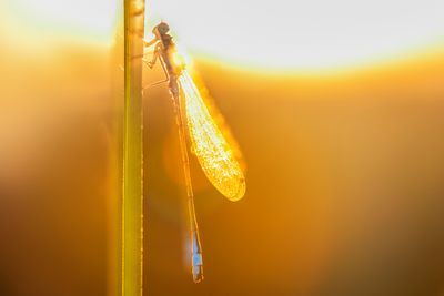 dragonflys
