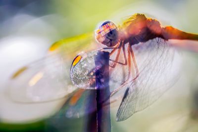 dragonflys