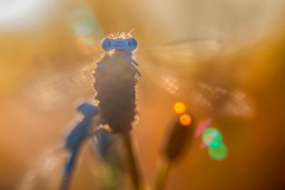 dragonflys