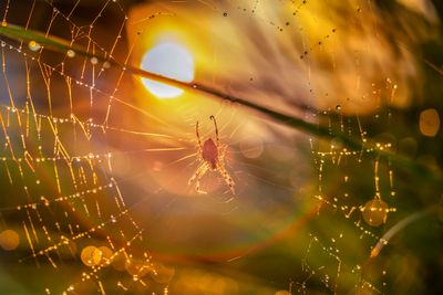 various insects