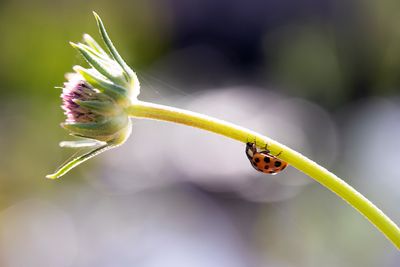 various insects