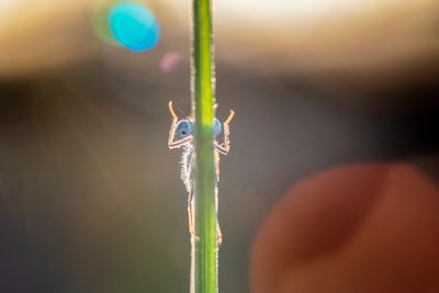 dragonflys