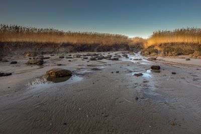 Ingang van een geul aan de Schelde