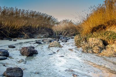 Ingang van een geul aan de Schelde