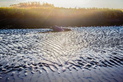 Reflectie op zandribben in een geul