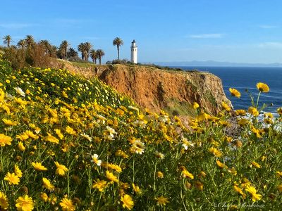 Spring Flowers at Point Vicente Lighthouse