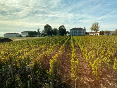 Vineyards of Bordeaux