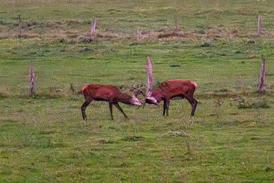 Le brâme à Pierrefonds
