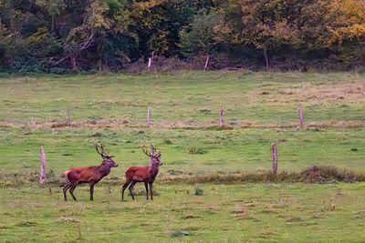 Le brâme à Pierrefonds
