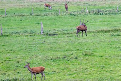 Le brâme à Pierrefonds