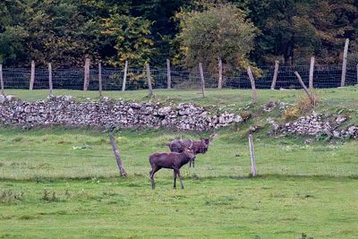 Le brâme à Pierrefonds