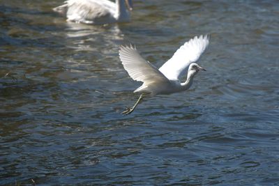 cattle_egrets