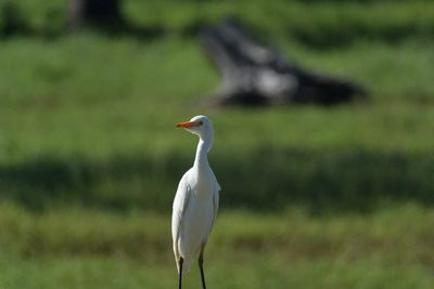 DSC_6429.NEF.jpg
