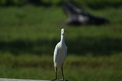 DSC_6430.NEF.jpg