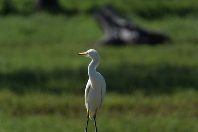 DSC_6432.NEF.jpg