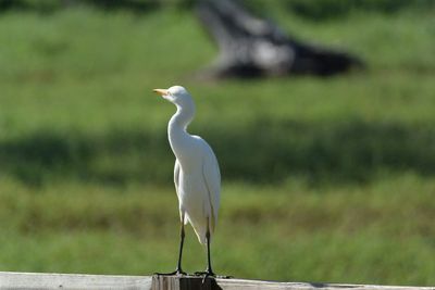 DSC_6435.NEF.jpg