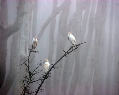 IMG_5199_4x5