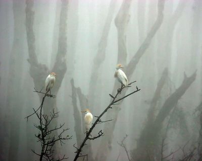 cattle_egrets